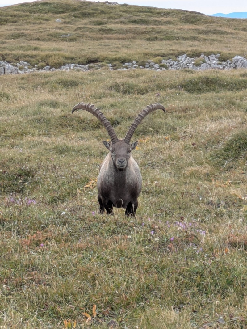 Eisenerzer Reichenstein